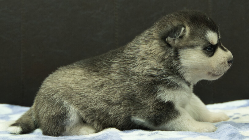 シベリアンハスキー子犬の写真No.202602223右側面3月13日現在