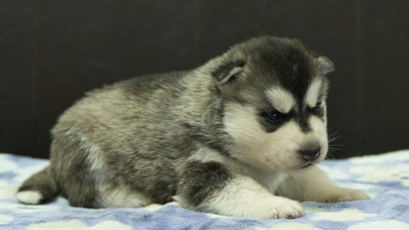 シベリアンハスキー子犬の写真No.202602223-5 3月13日現在