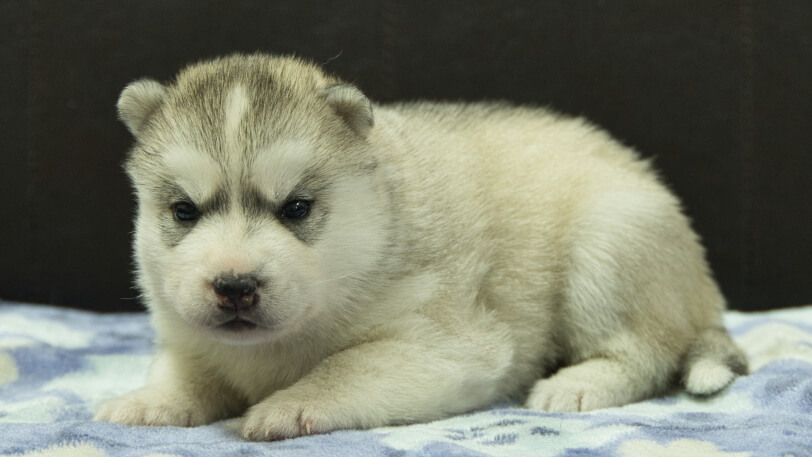 シベリアンハスキー子犬の写真No.202602224-4 3月13日現在