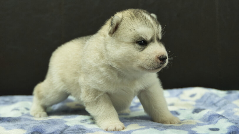 シベリアンハスキー子犬の写真No.202602224-5 3月13日現在