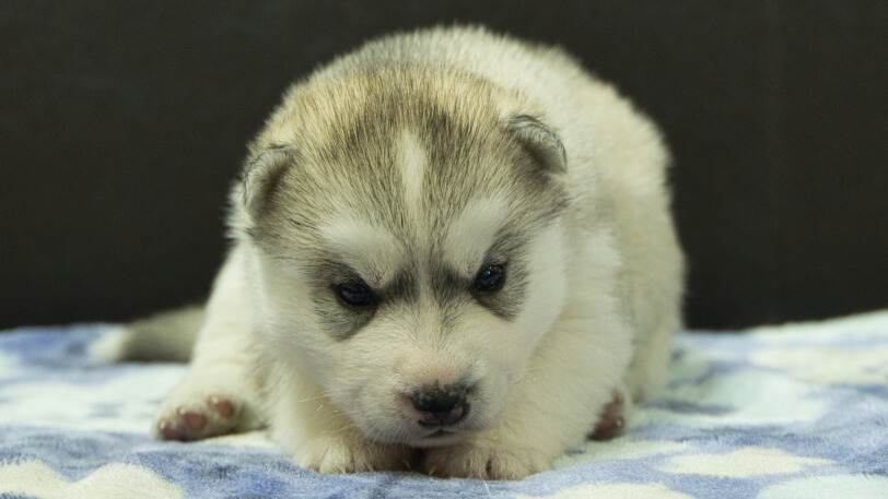 シベリアンハスキー子犬の写真No.202602224正面3月13日現在