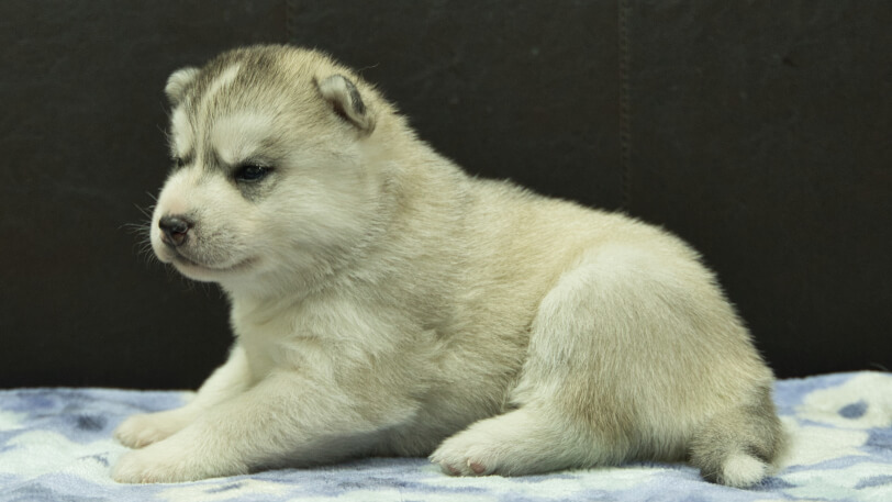 シベリアンハスキー子犬の写真No.202602224左側面3月13日現在
