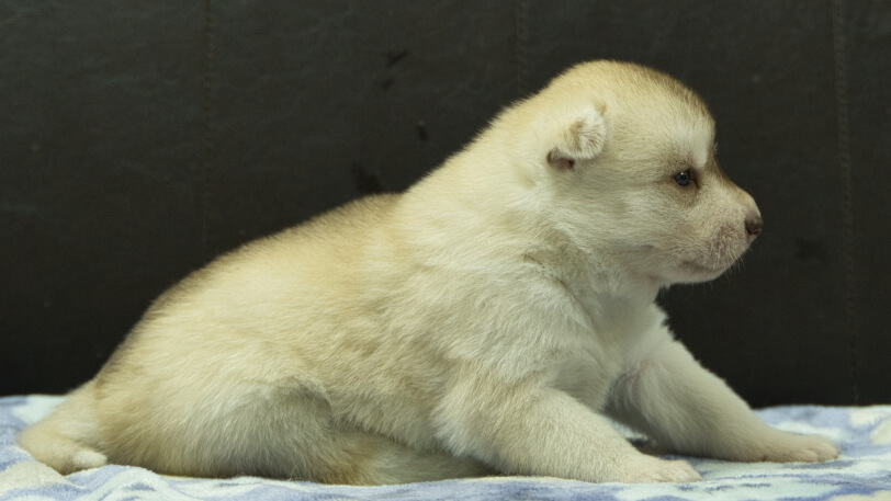 シベリアンハスキー子犬の写真No.202602225右側面3月13日現在
