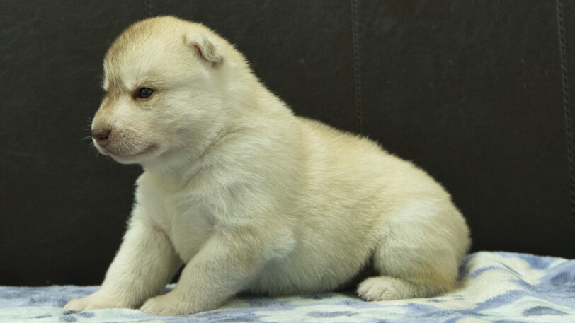 シベリアンハスキー子犬の写真No.202602225-4 3月13日現在