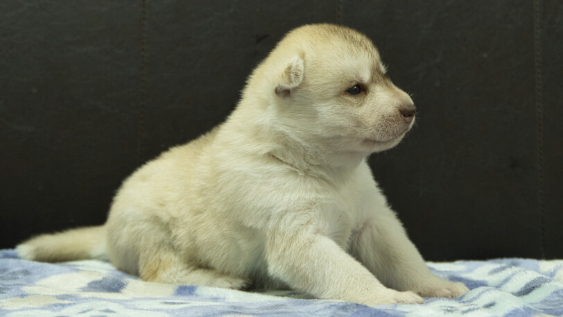 シベリアンハスキー子犬の写真No.202602225-5 3月13日現在