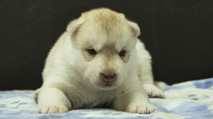 シベリアンハスキー子犬の写真No.202602225正面3月13日現在