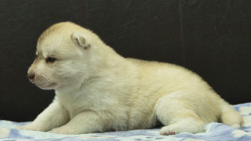 シベリアンハスキー子犬の写真No.202602225左側面3月13日現在