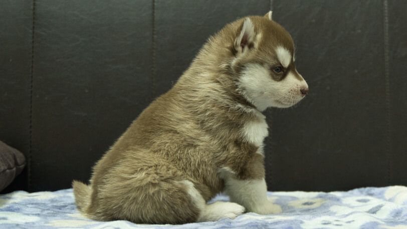 シベリアンハスキー子犬の写真No.202602162右側面3月13日現在