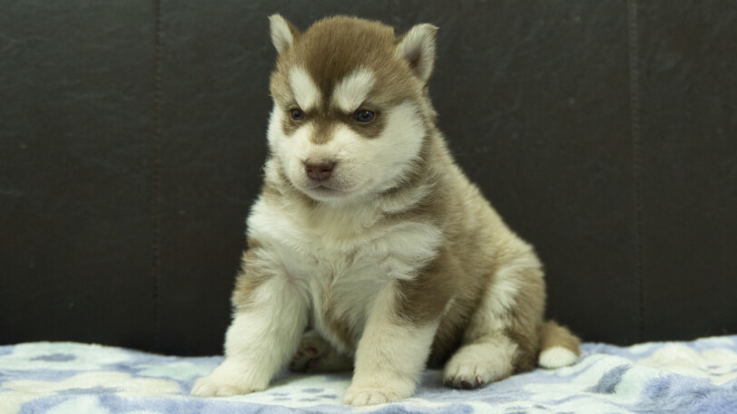 シベリアンハスキー子犬の写真No.202602162-4 3月13日現在