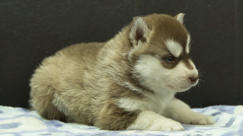 シベリアンハスキー子犬の写真No.202602162-5 3月13日現在