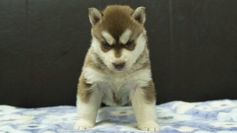 シベリアンハスキー子犬の写真No.202602162正面3月13日現在