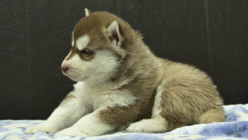 シベリアンハスキー子犬の写真No.202602162左側面3月13日現在