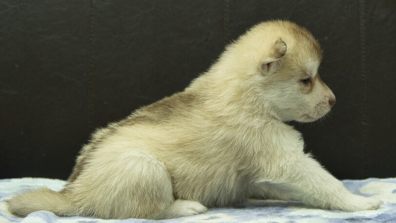 シベリアンハスキー子犬の写真No.202602163右側面3月13日現在