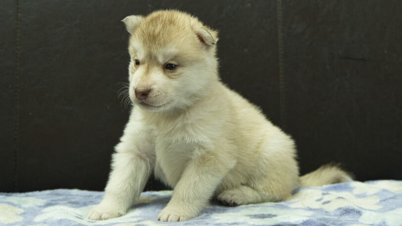 シベリアンハスキー子犬の写真No.202602163-4 3月13日現在
