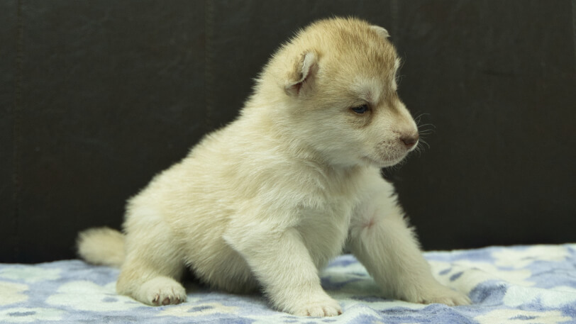 シベリアンハスキー子犬の写真No.202602163-5 3月13日現在