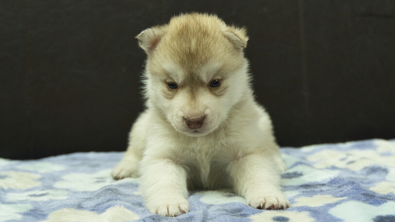 シベリアンハスキー子犬の写真No.202602163正面3月13日現在