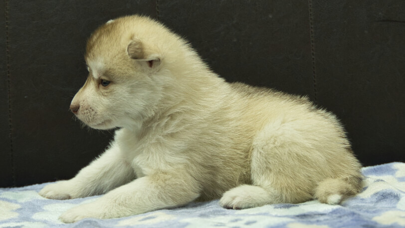 シベリアンハスキー子犬の写真No.202602163左側面3月13日現在