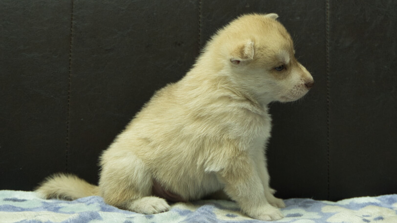 シベリアンハスキー子犬の写真No.202602164右側面3月13日現在
