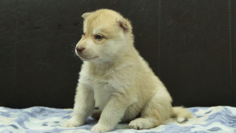 シベリアンハスキー子犬の写真No.202602164-4 3月13日現在