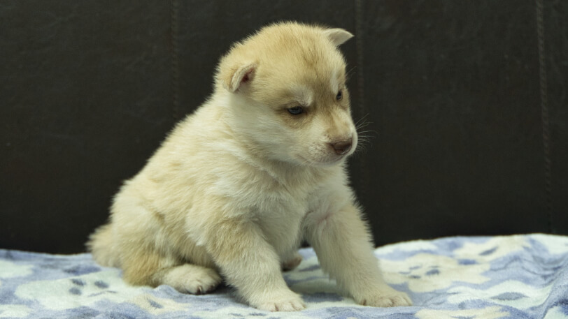 シベリアンハスキー子犬の写真No.202602164-5 3月13日現在