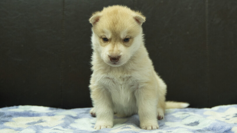 シベリアンハスキー子犬の写真No.202602164正面3月13日現在