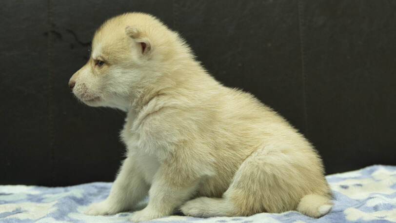 シベリアンハスキー子犬の写真No.202602164左側面3月13日現在