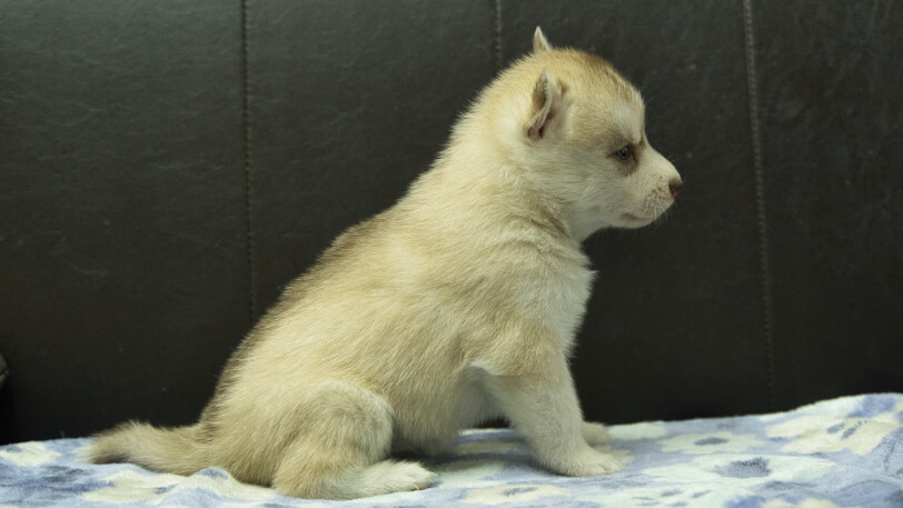 シベリアンハスキー子犬の写真No.202602165右側面3月13日現在
