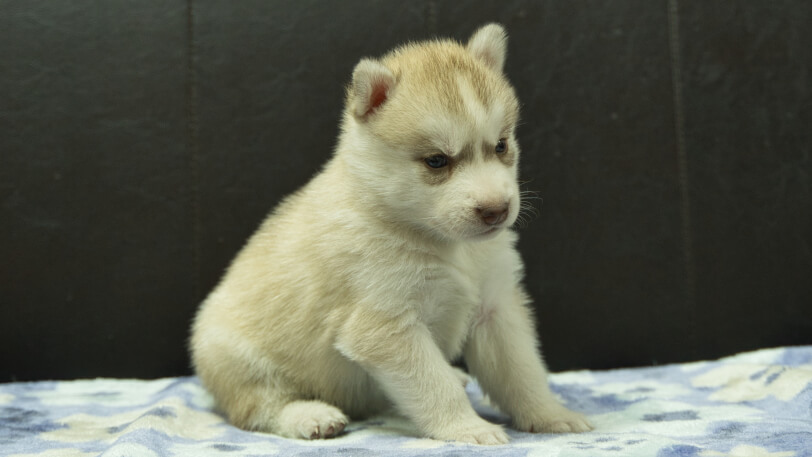 シベリアンハスキー子犬の写真No.202602165-5 3月13日現在