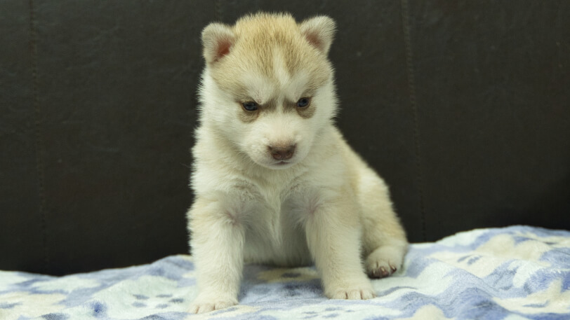 シベリアンハスキー子犬の写真No.202602165正面3月13日現在