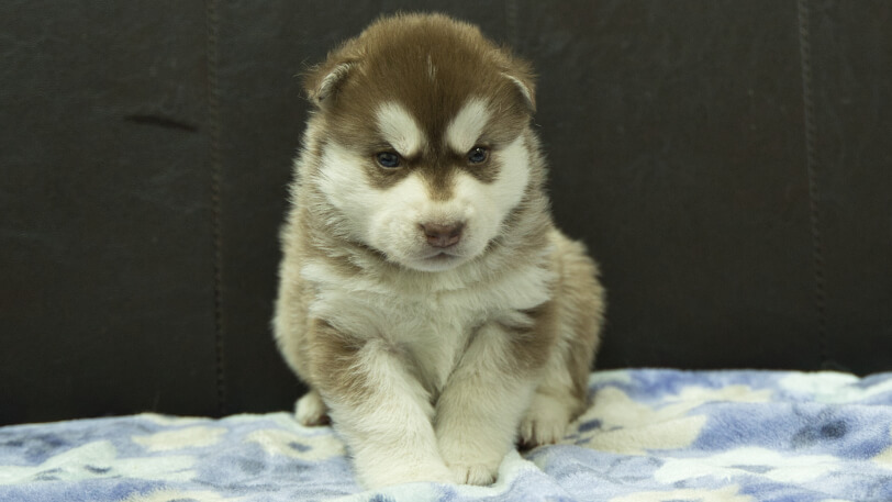 シベリアンハスキー子犬の写真No.202602161正面3月13日現在