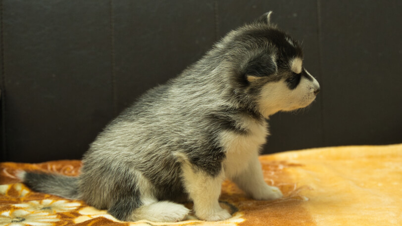 シベリアンハスキー子犬の写真No.202602221正面3月21日現在