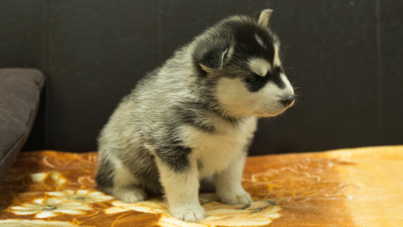 シベリアンハスキー子犬の写真No.202602221-5 3月21日現在