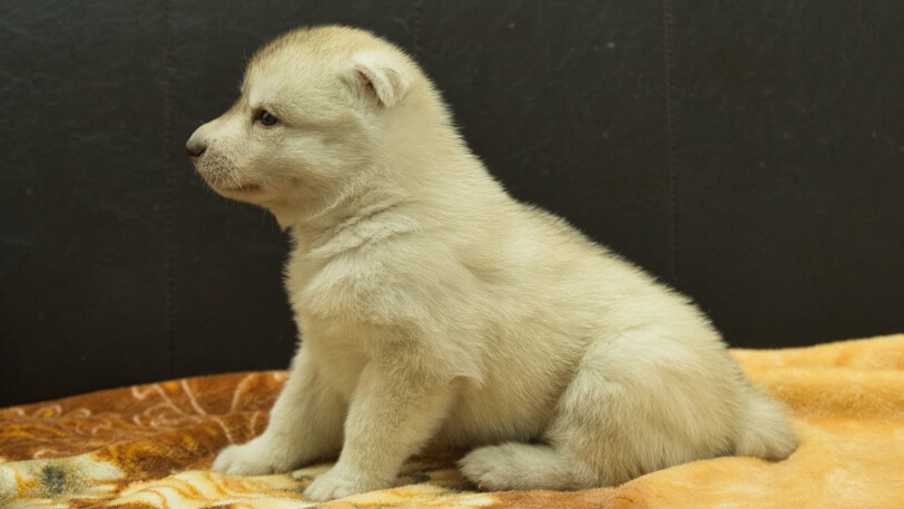 シベリアンハスキー子犬の写真No.202602225左側面3月21日現在