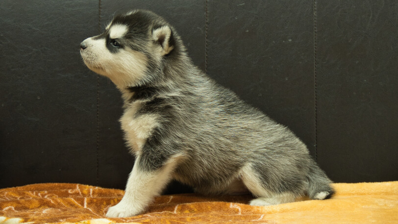シベリアンハスキー子犬の写真No.202602221左側面3月21日現在