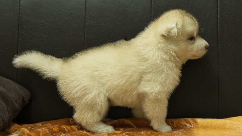 シベリアンハスキー子犬の写真No.202602222右側面3月21日現在