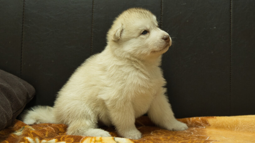 シベリアンハスキー子犬の写真No.202602222-5 3月21日現在