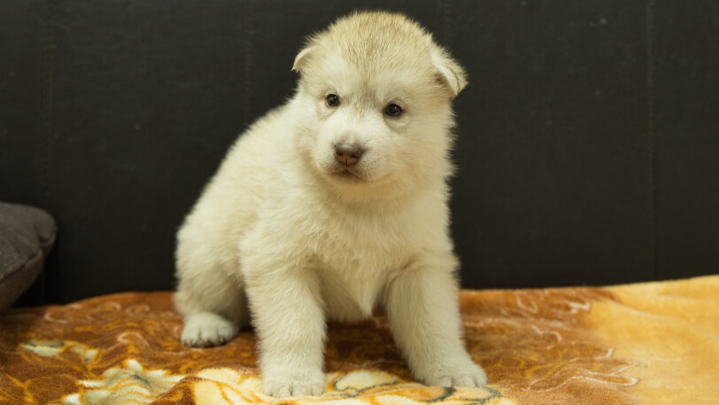 シベリアンハスキー子犬の写真No.202602222正面3月21日現在