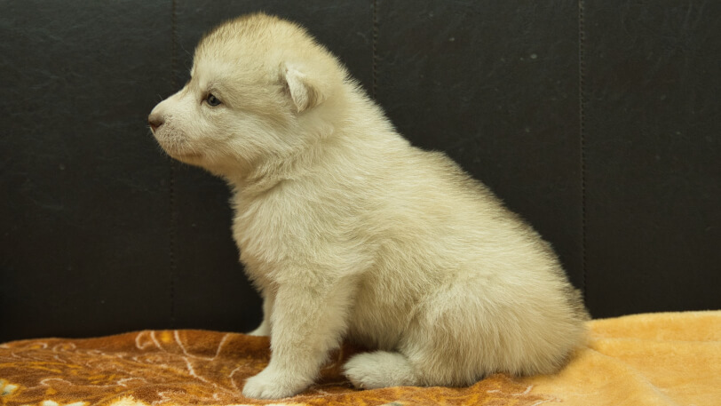 シベリアンハスキー子犬の写真No.202602222左側面3月21日現在