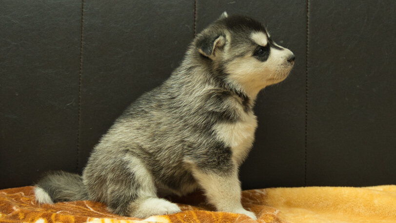 シベリアンハスキー子犬の写真No.202602223右側面3月21日現在