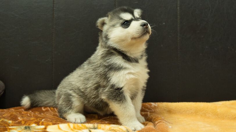 シベリアンハスキー子犬の写真No.202602223-5 3月21日現在