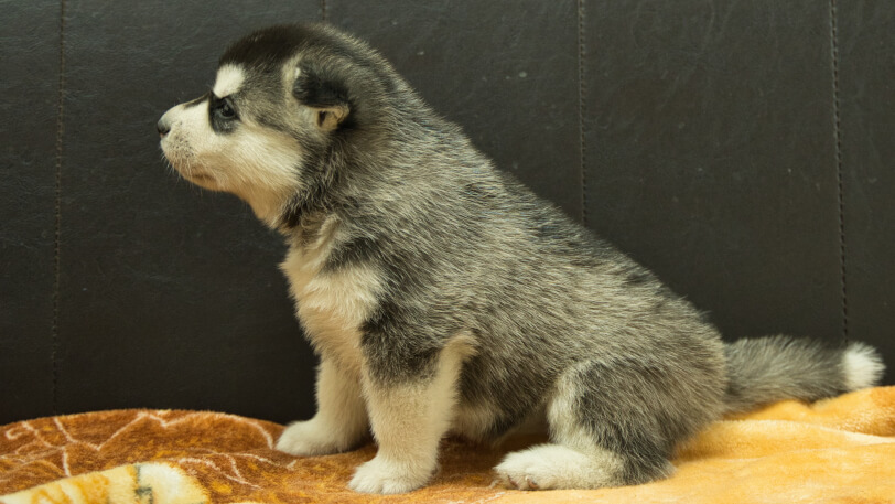 シベリアンハスキー子犬の写真No.202602223左側面3月21日現在