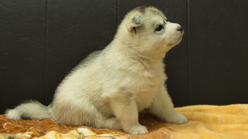 シベリアンハスキー子犬の写真No.202602224右側面3月21日現在