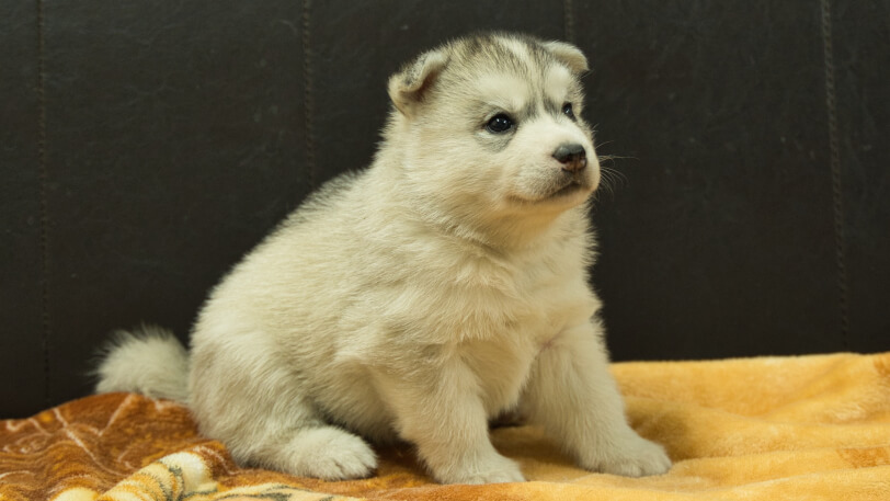 シベリアンハスキー子犬の写真No.202602224-5 3月21日現在