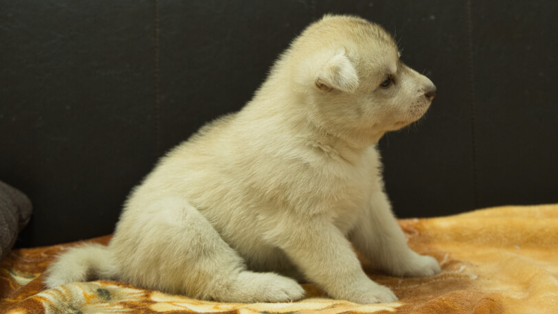 シベリアンハスキー子犬の写真No.202602225右側面3月21日現在