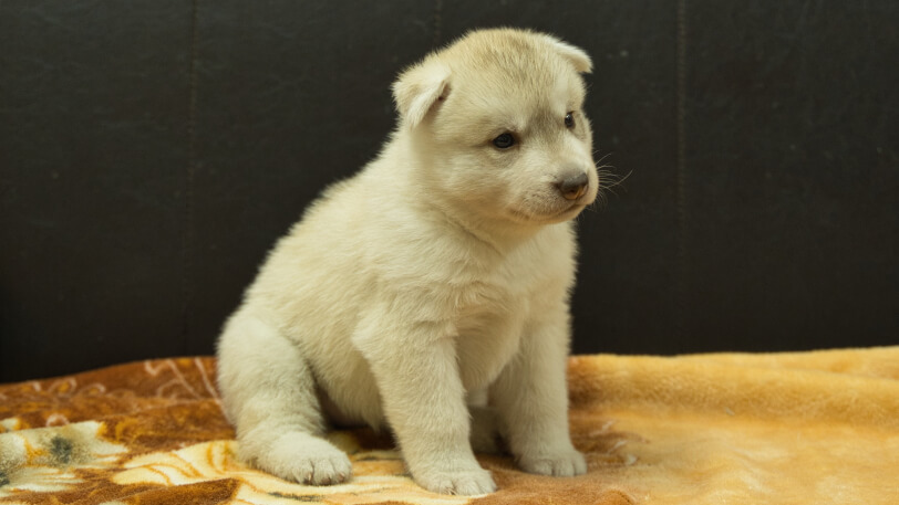 シベリアンハスキー子犬の写真No.202602225-5 3月21日現在