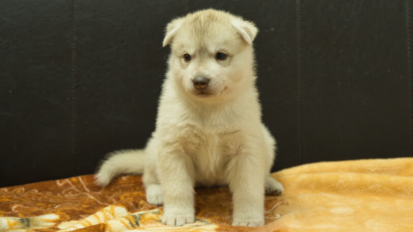 シベリアンハスキー子犬の写真No.202602225正面3月21日現在