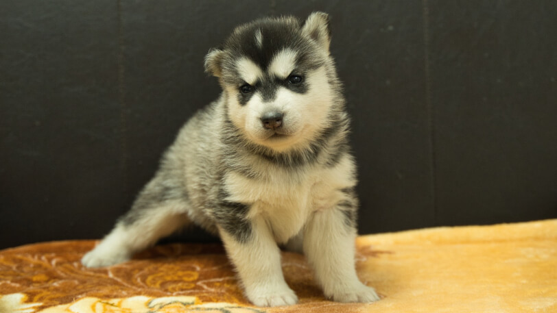 シベリアンハスキー子犬の写真No.202602221正面3月21日現在