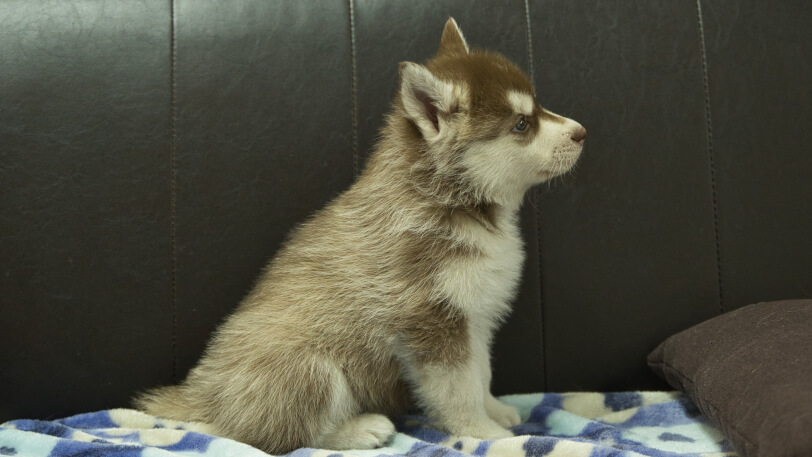 シベリアンハスキー子犬の写真No.202602161右側面3月28日現在