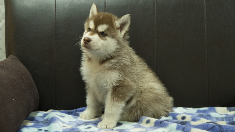 シベリアンハスキー子犬の写真No.202602161-4 3月28日現在