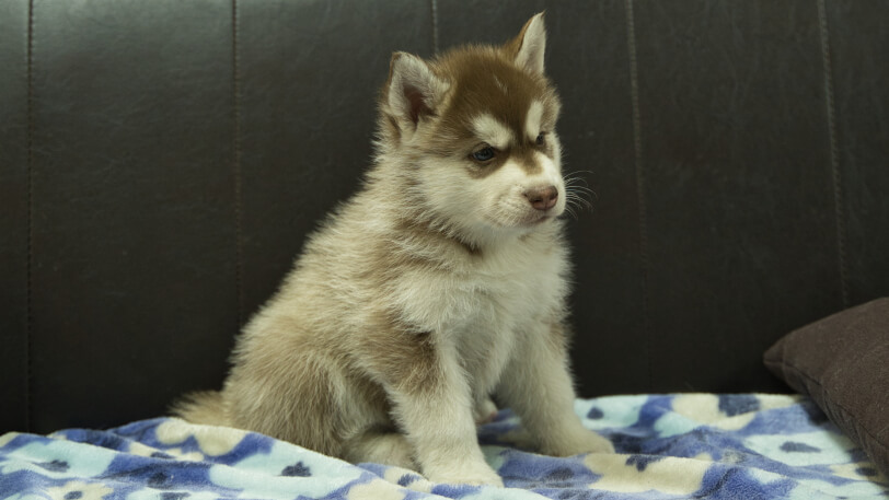 シベリアンハスキー子犬の写真No.202602161-5 3月28日現在